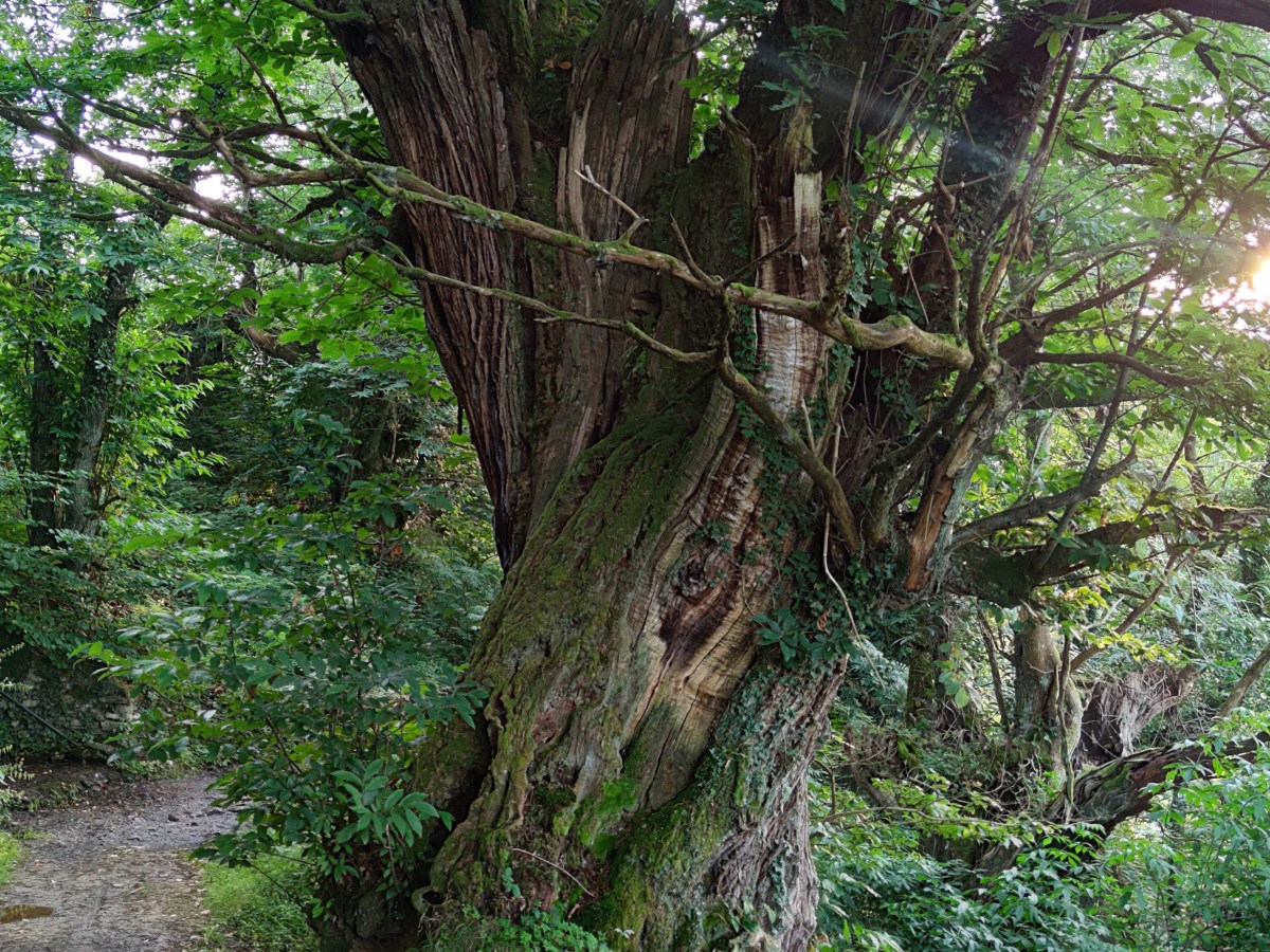 El tiempo a través de&nbsp;ti